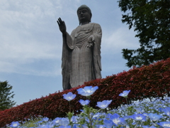 ネモフィラと牛久大仏