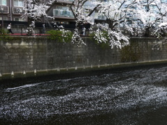 散って川を彩る