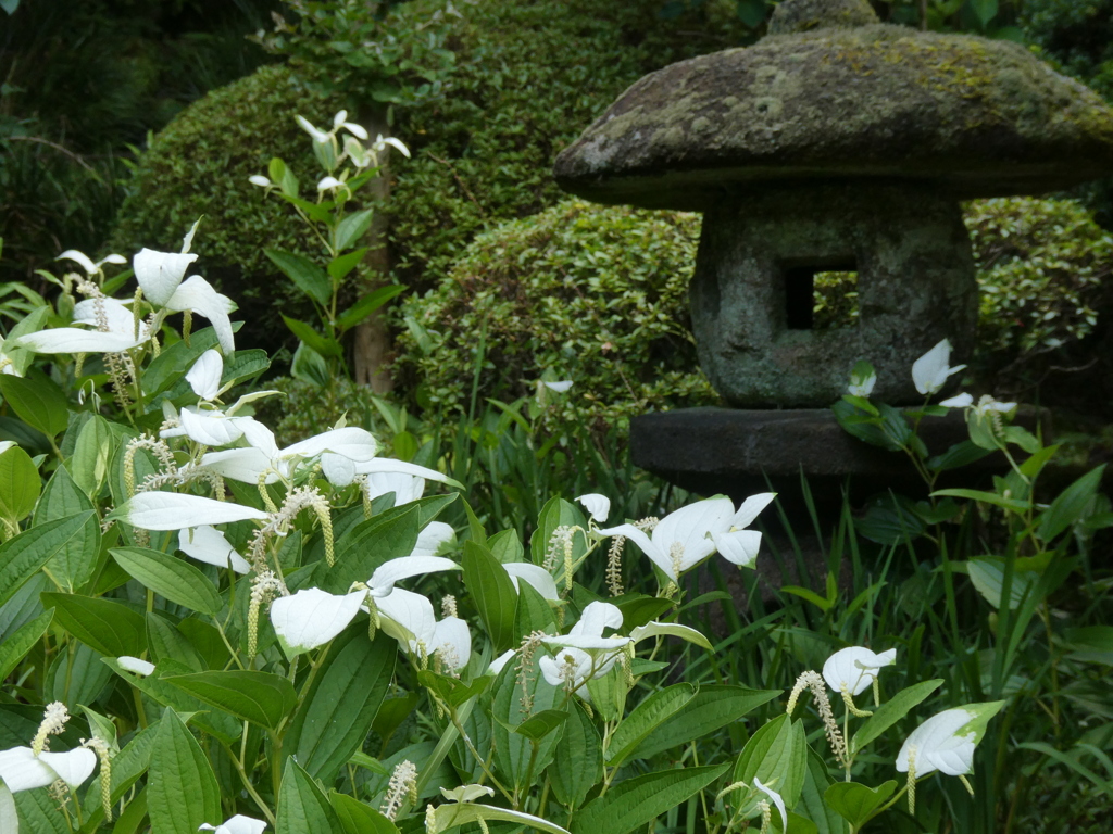 報国寺の半夏生