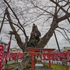 秩父今宮神社の龍神木