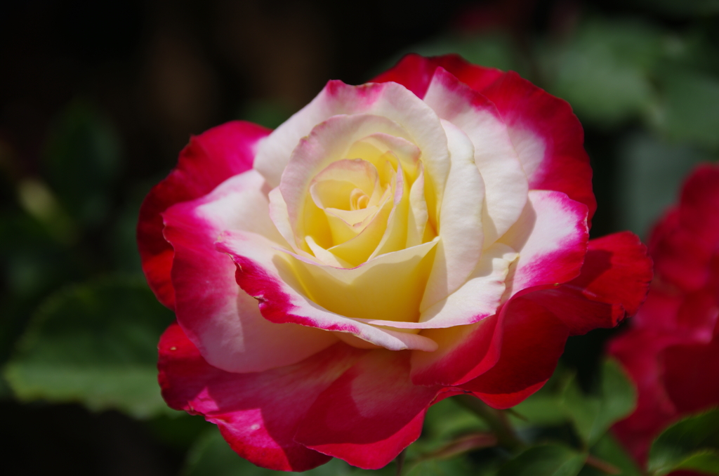 ダブルデイライト