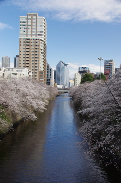 令和７年 目黒川の桜(３)