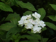 これも紫陽花？