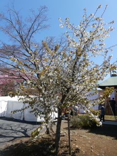 普光明寺の妙音沢旗桜