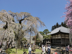 清雲寺と枝垂桜