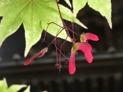 青紅葉と赤い実(2)