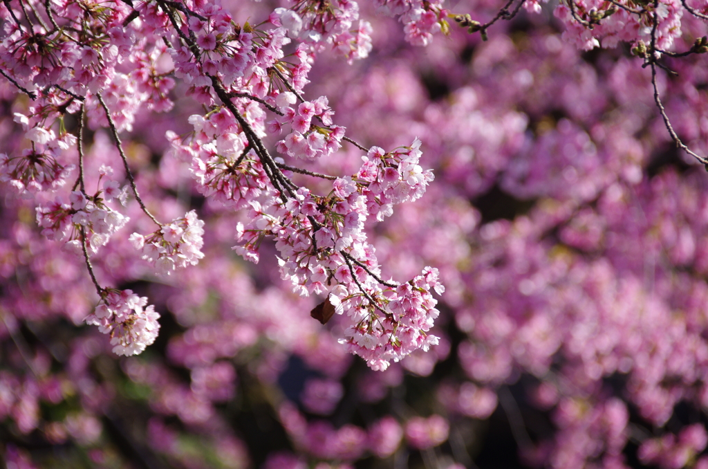 安行寒桜(2)