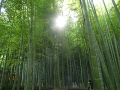 竹林から日が差す