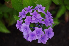 星のごとき紫陽花