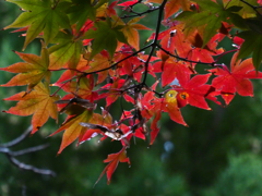 だんだん赤くなってます