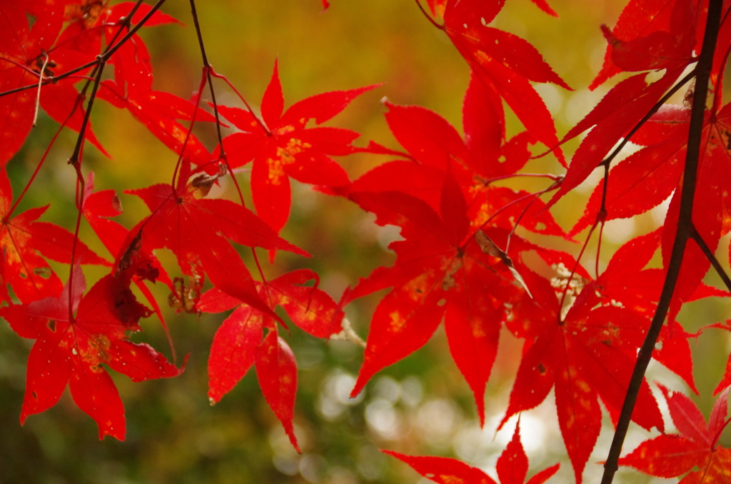 秩父御嶽神社の紅葉(４)