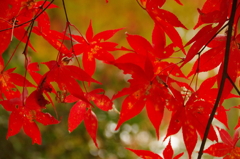 秩父御嶽神社の紅葉(４)
