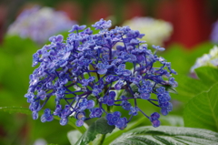 花がまばらな・・・