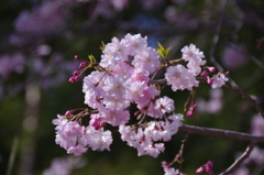 聖神社の八重紅枝垂桜