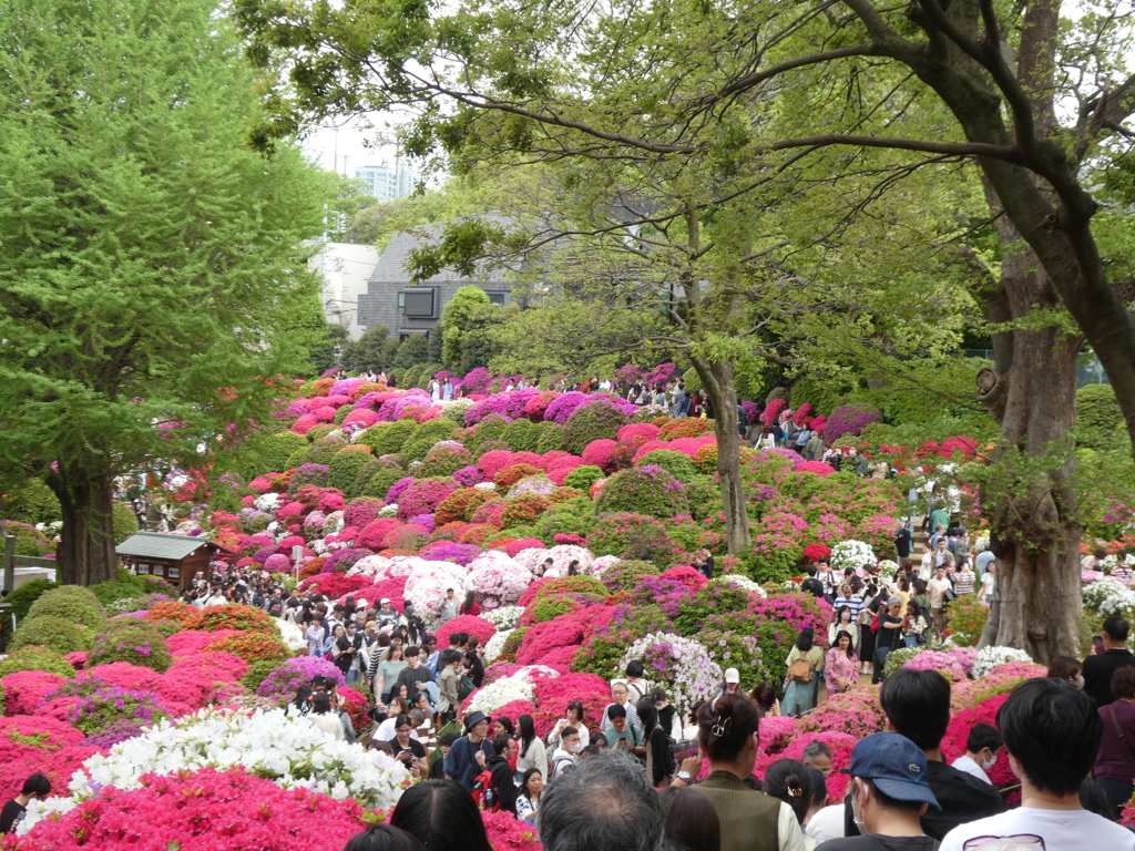華やかなりし根津神社のつつじ(１)