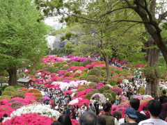 華やかなりし根津神社のつつじ(１)