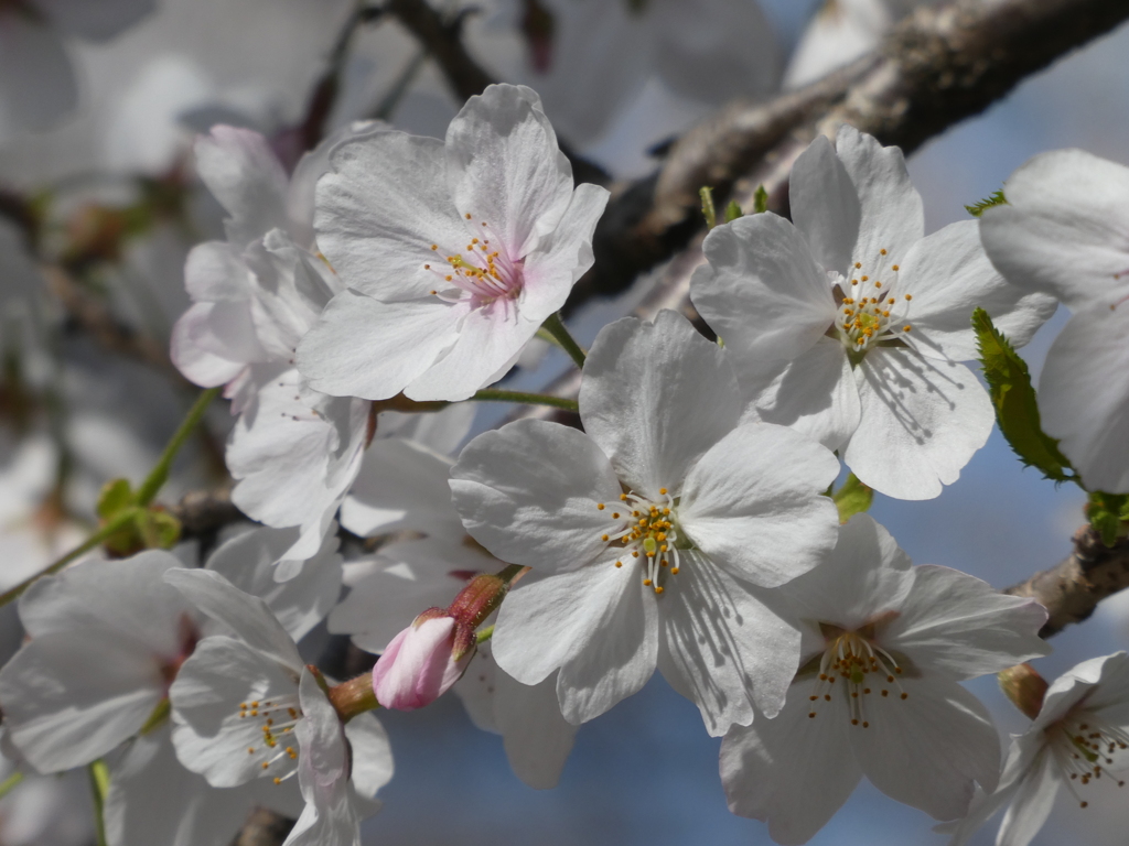 新河岸川の桜(5)