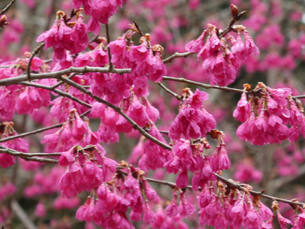 寒緋桜