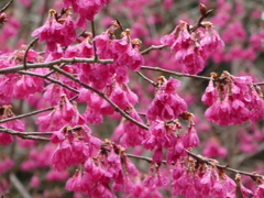 寒緋桜