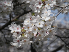 新河岸川の桜(8)