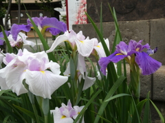 結構咲いてました