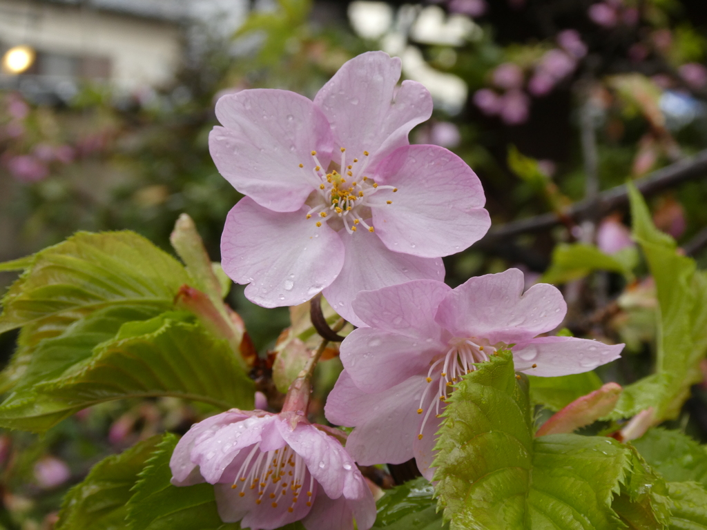 水も滴るいい河津桜