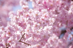 長泉院の八重紅枝垂桜(2)
