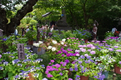 紫陽花極楽浄土(1)