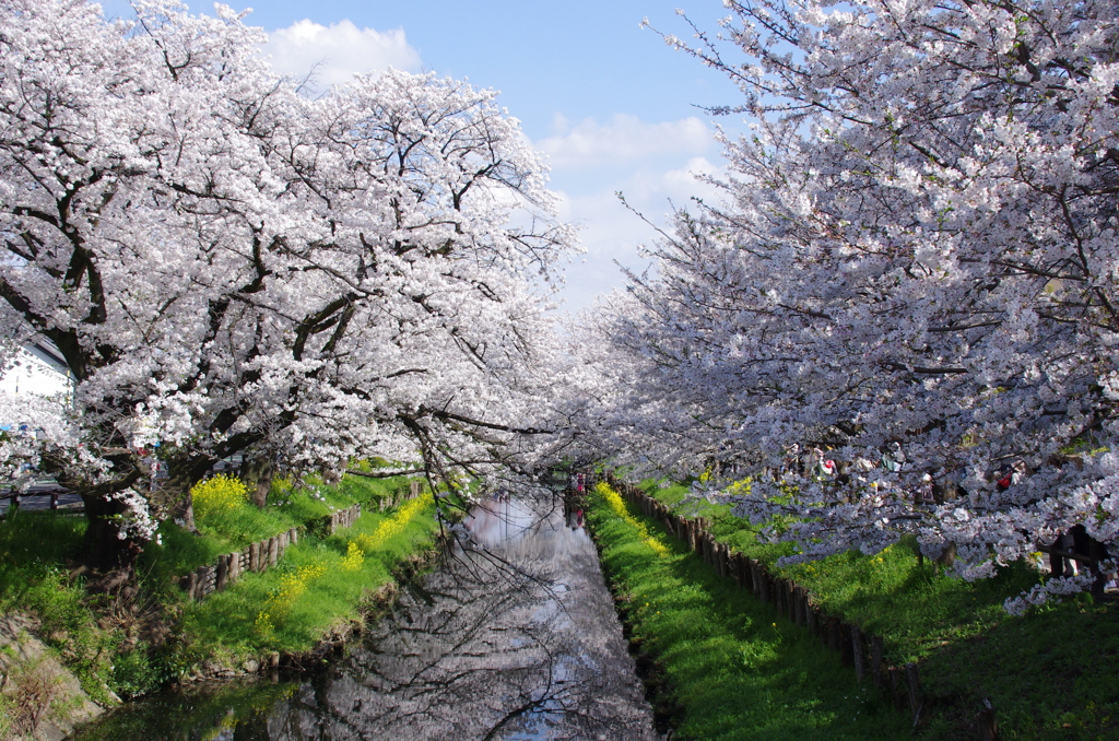 新河岸川の桜(6)