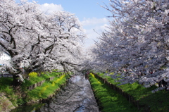 新河岸川の桜(6)