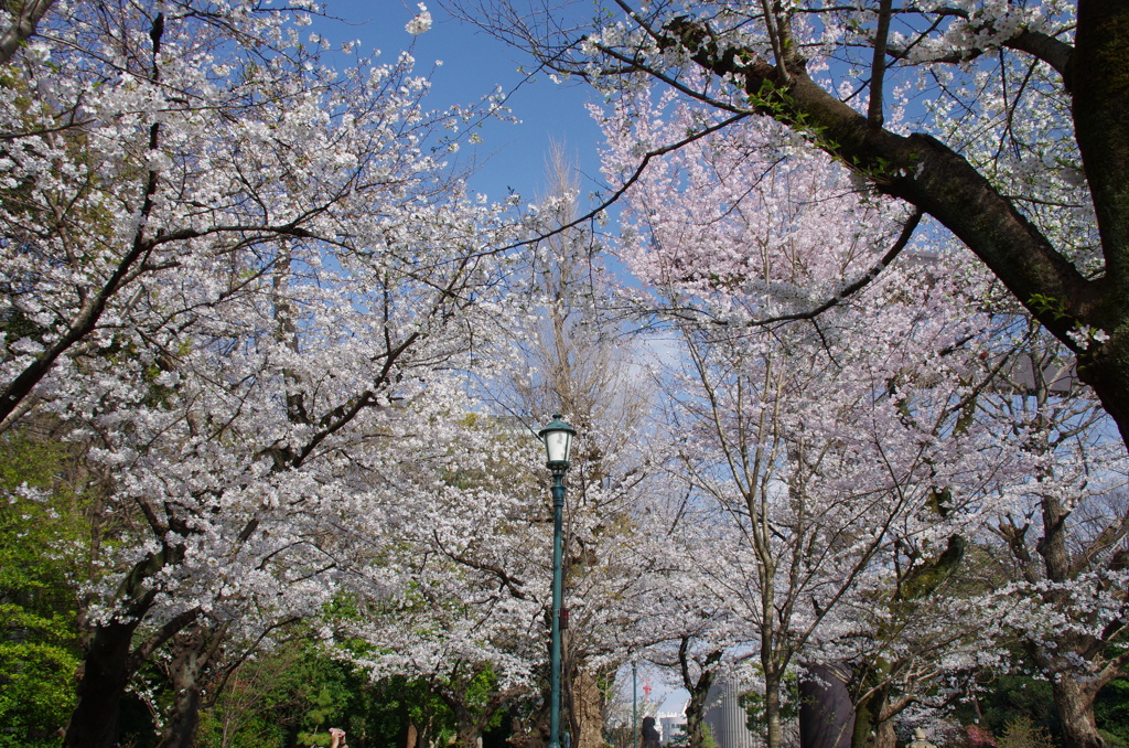 令和７年 靖国神社の桜(４)