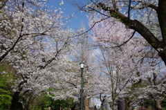 令和７年 靖国神社の桜(４)