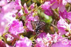 ツツジの蜜は美味しいですか？(2)