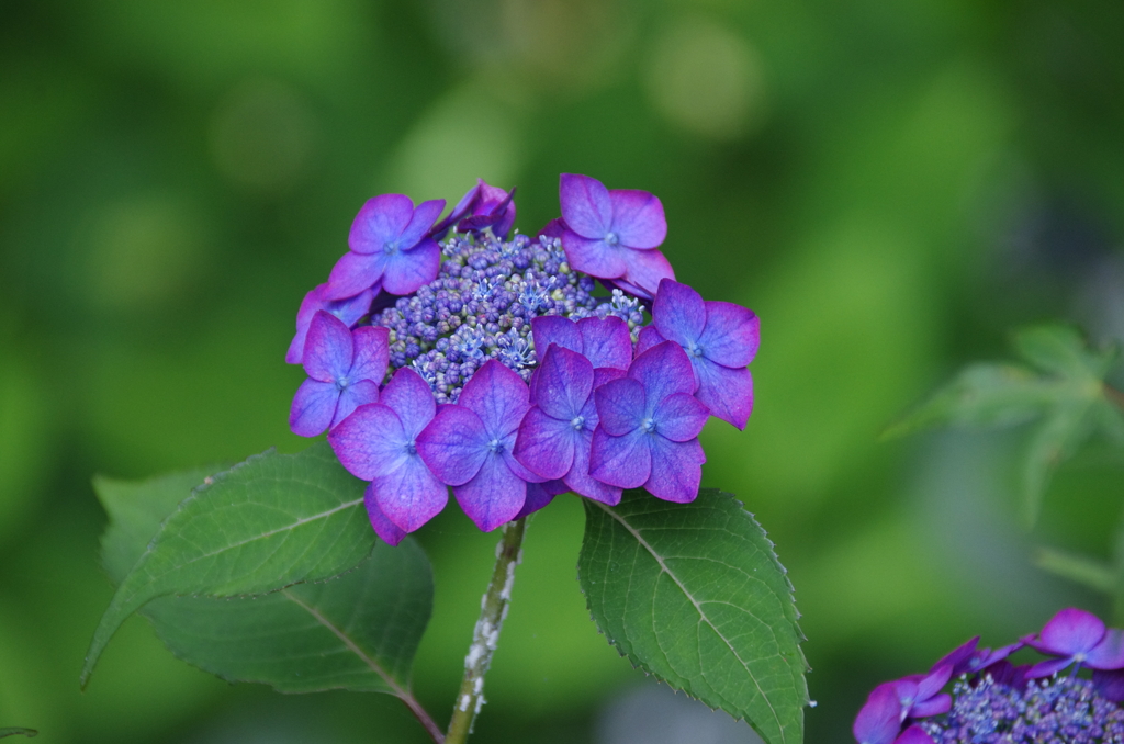 小ぶりなフチ入り紫陽花