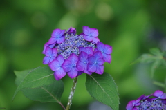 小ぶりなフチ入り紫陽花