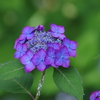 小ぶりなフチ入り紫陽花