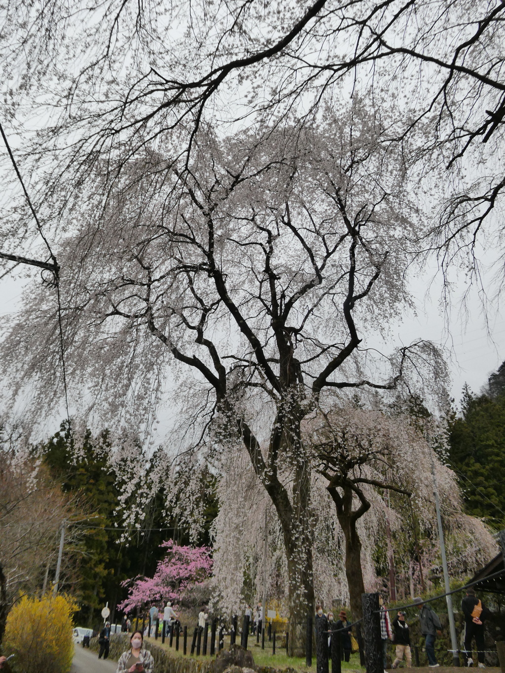 清雲寺の枝垂桜(14)
