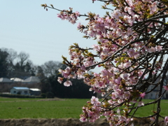 河津桜と麦畑