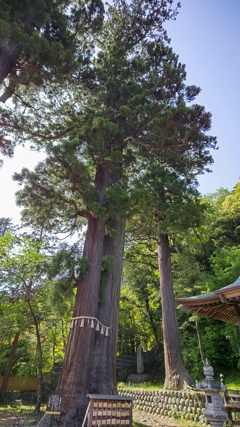 修禅寺日枝神社の夫婦杉