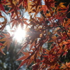 秋の名残