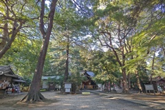 氷川女體神社の森