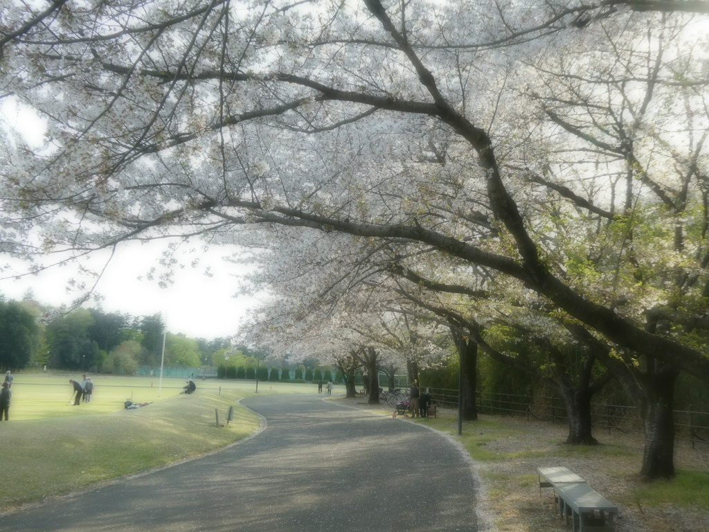 桜並木散歩