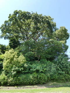 川越城富士見櫓跡（縦）