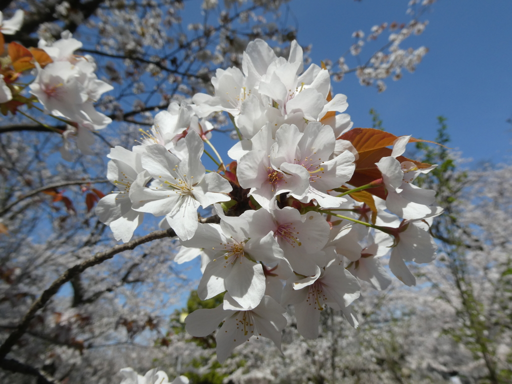 蓮馨寺の山桜(2)