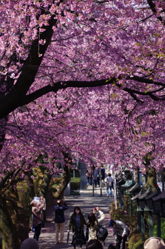 密蔵院参道の安行寒桜並木(1)