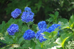 明月院にはひけをとりません・・・