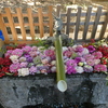 南沢氷川神社の花手水