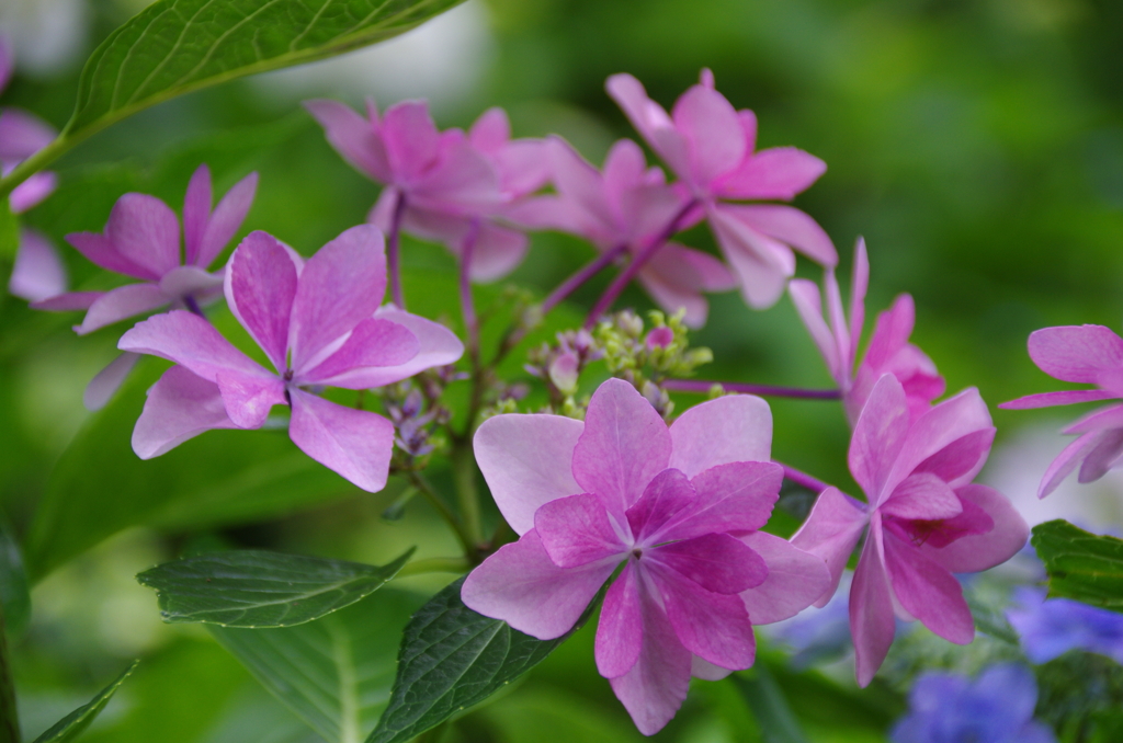 小さな花火