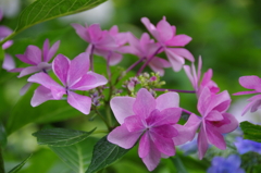 小さな花火