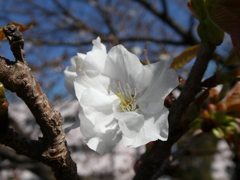 チョウショウインハタザクラ原木の花